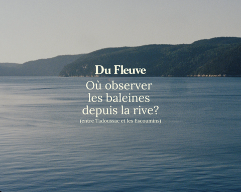 Meilleurs endroits pour voir les baleines de la rive près de Tadoussac