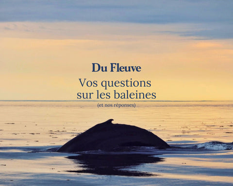 Vos questions sur les baleines