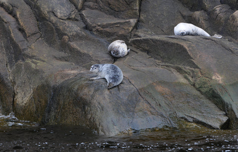 phoque commun, parc marin du fleuve st-laurent, croisière