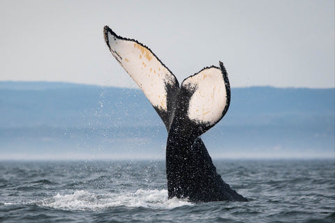 Baleines