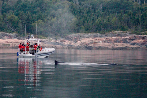 Meilleure période pour voir les baleines au Québec