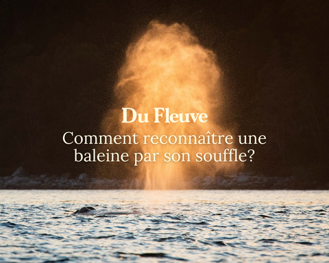 Comment reconnaître une baleine par son souffle?