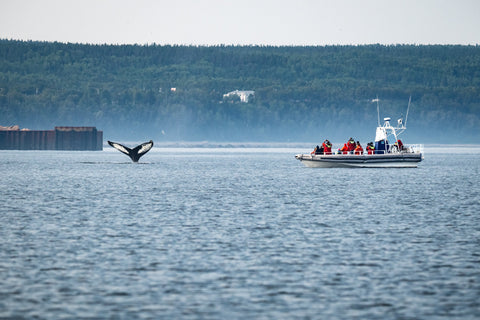 Quelles sont les espèces de baleines à voir au Québec?