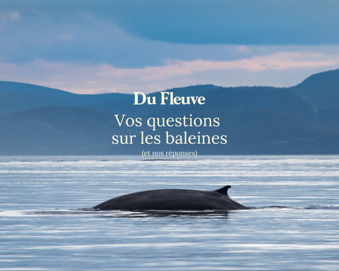 Vos questions sur les baleines