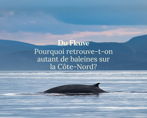 Pourquoi retrouve-t-on autant de baleines sur la Côte-Nord?