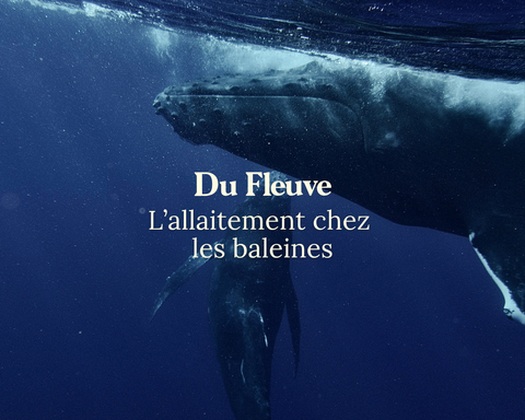 L'allaitement chez les baleines