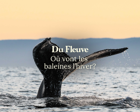 Où vont les baleines l’hiver ?
