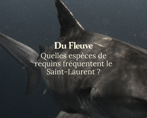 Quelles espèces de requins fréquentent le Saint-Laurent ?