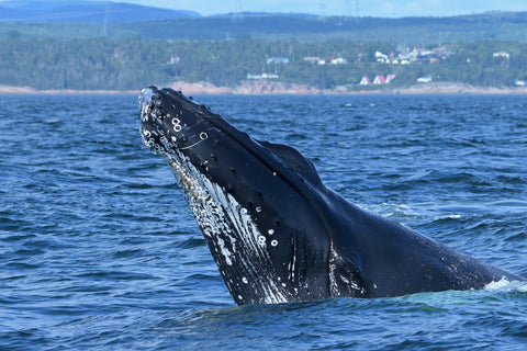 Rorqual à bosse