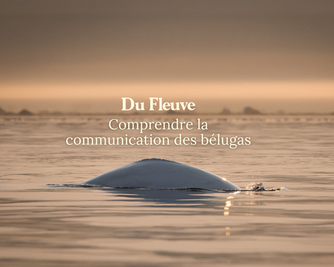 Comprendre la communication des bélugas