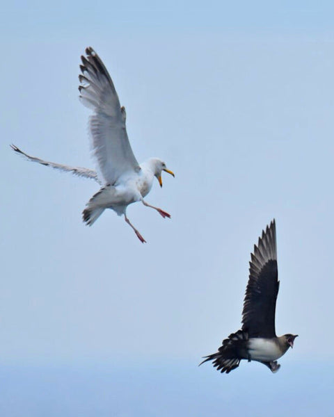 Croisière aux oiseaux