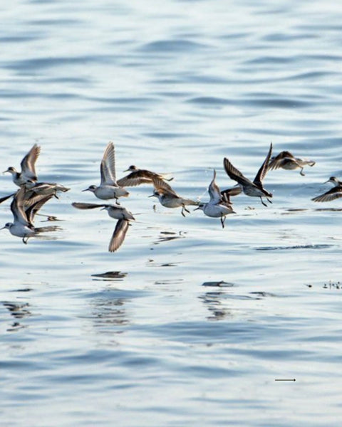 Croisière aux oiseaux