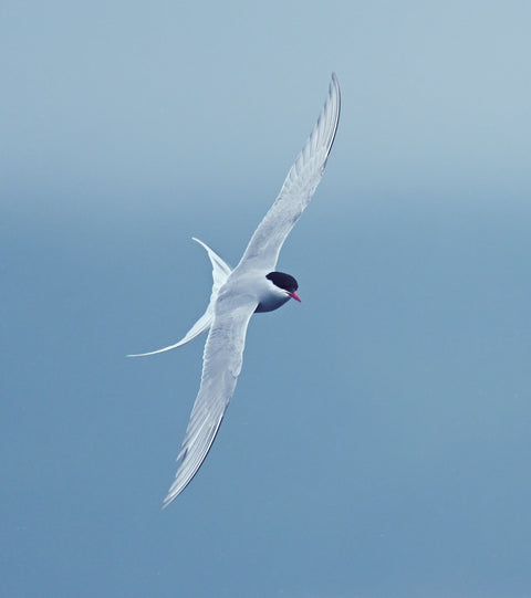 Croisière aux oiseaux