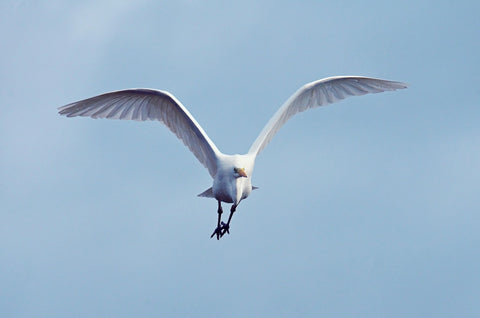 Croisière aux oiseaux