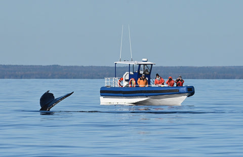 Whale-watching cruises