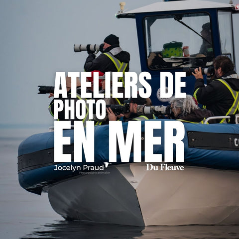 Whale photo workshop with Jocelyn Praud