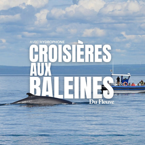 Whale-watching cruises