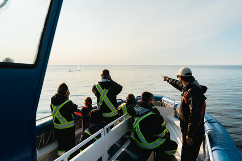 Whale-watching cruises