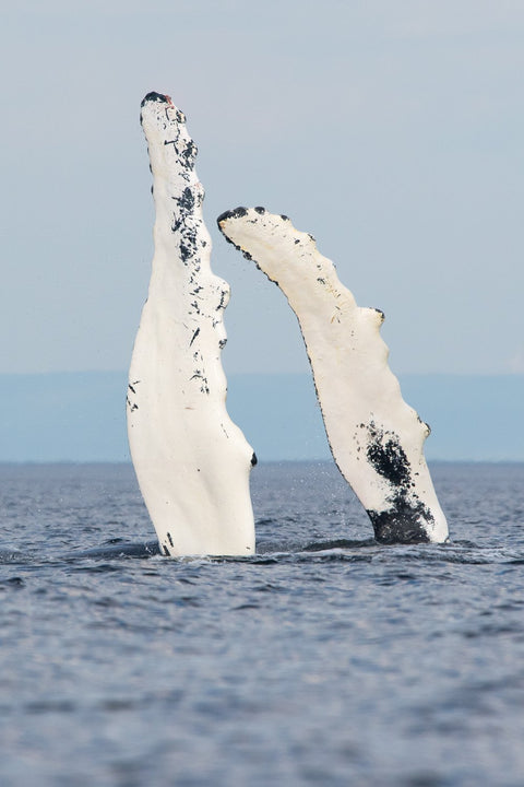 Whale photo workshop with Jocelyn Praud