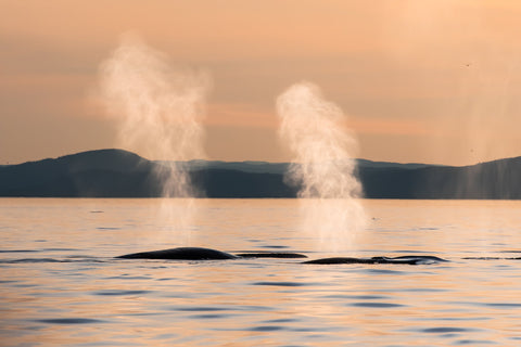 Whale photo workshop with Jocelyn Praud