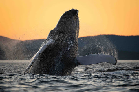 Whale photo workshop with Jocelyn Praud