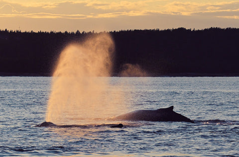 Croisière aux baleines